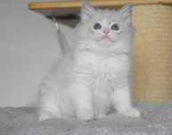 Kochany kocurek Ragdoll TEO z rodowodem FIFE
