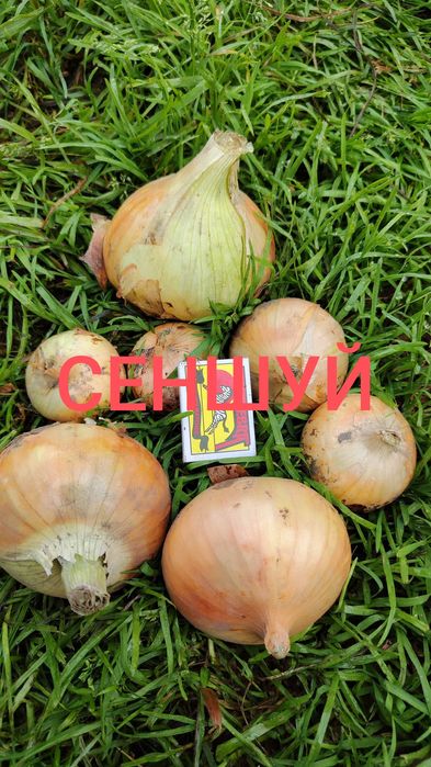 Свіжа цибуля, свіжій вражай