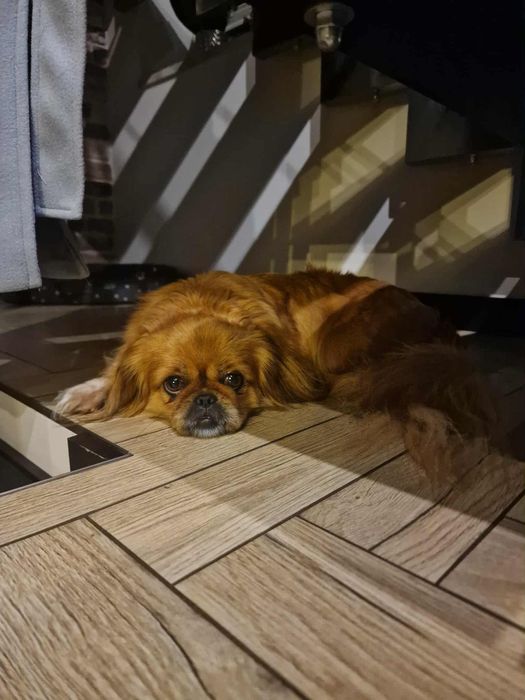 Molly do adopcji sunia w typie pekińczyka