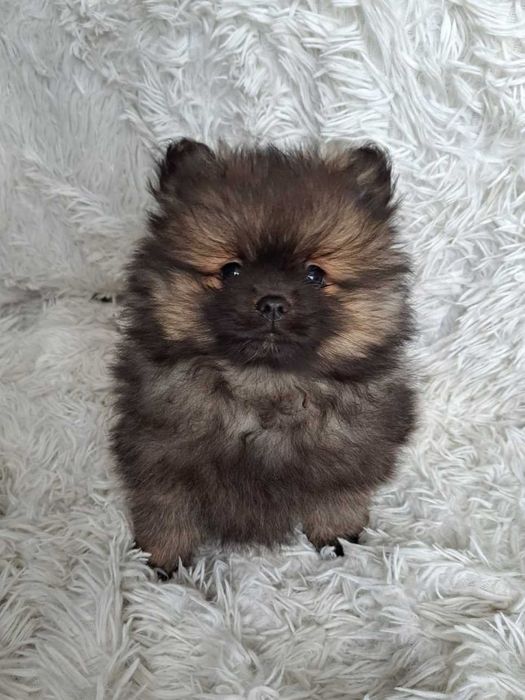 Szpic miniaturowy śliczny piesek!!!