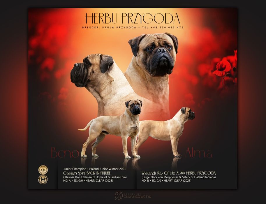 Bullmastiff szczenięta WIOSNA 2023 FCI ZKWP