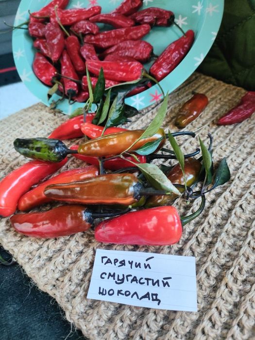 Насіння гострого перцю