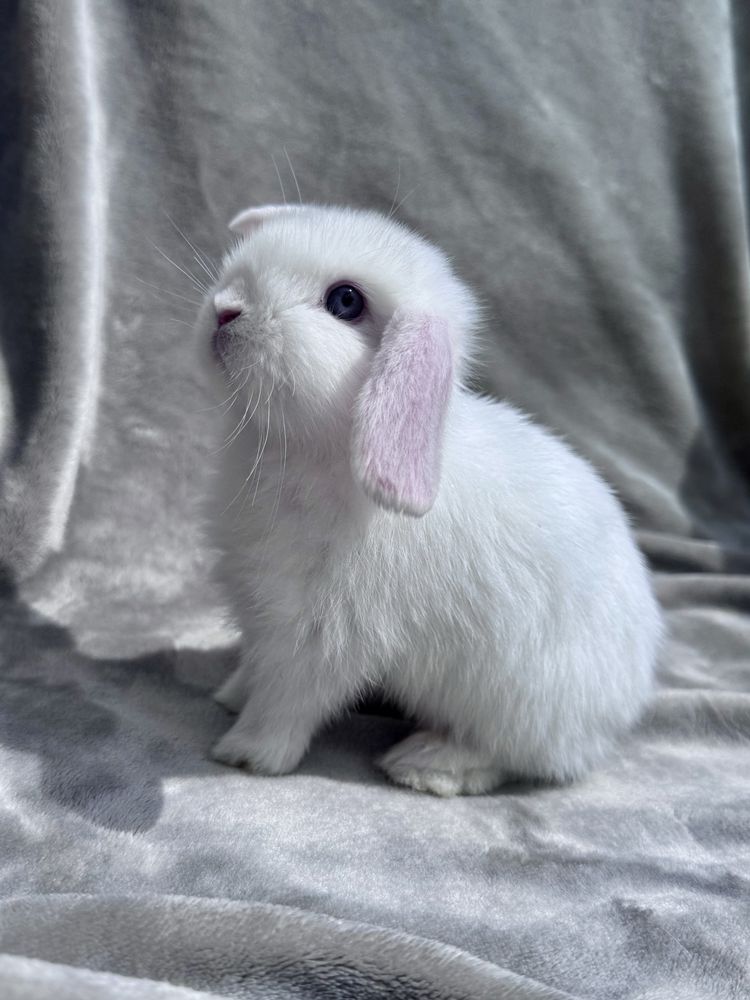 Mini Lop, Baranek Miniaturowy