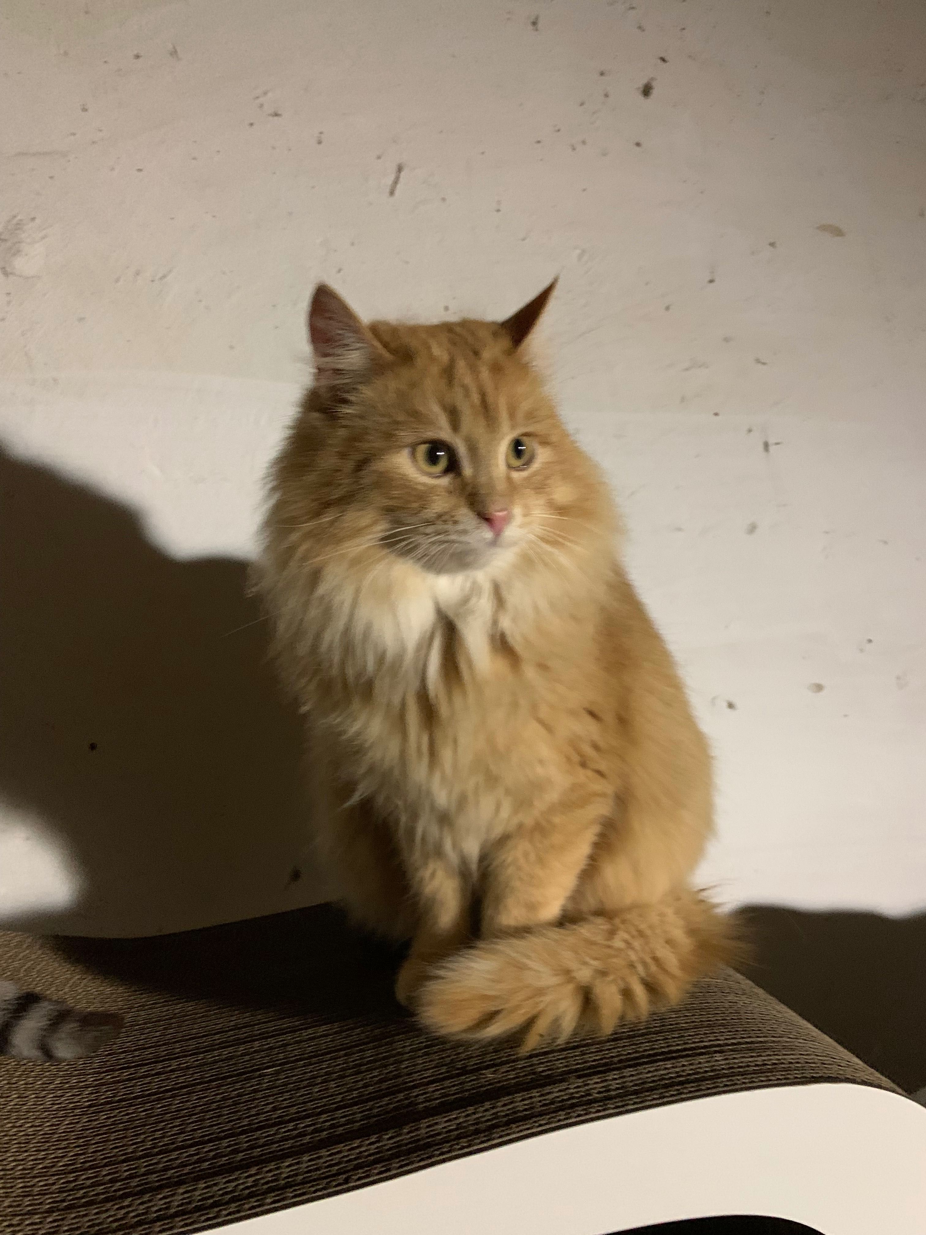 Пухнастий рижий котик