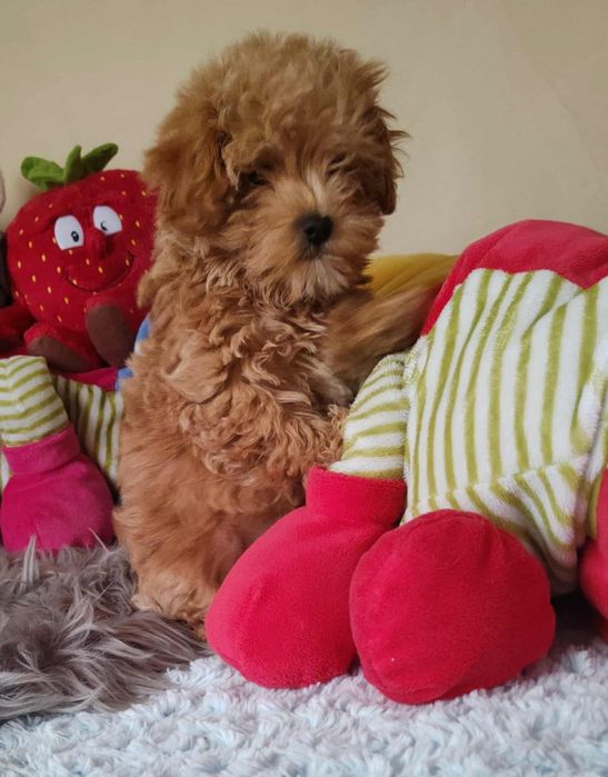 Maltipoo Piękny Czesio