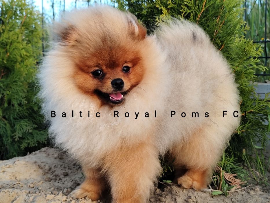 Pomeranian ,Szpic miniaturowy, doskonały rodowód