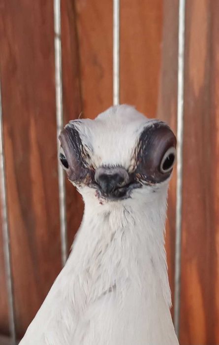 Gołebie ozdobne szek polski staluchy masciuchy