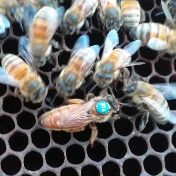 Продам Зимувалі матки Ф0 на кінець травня Острівні чи іо / шз ио