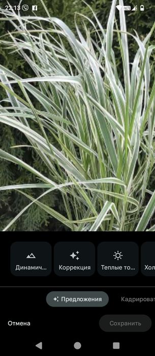 Злаковые растения