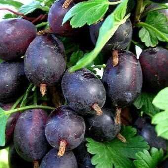 Саджанці аґрусу різних сортів/Саженцы крыжовника/Агрус на штамбі