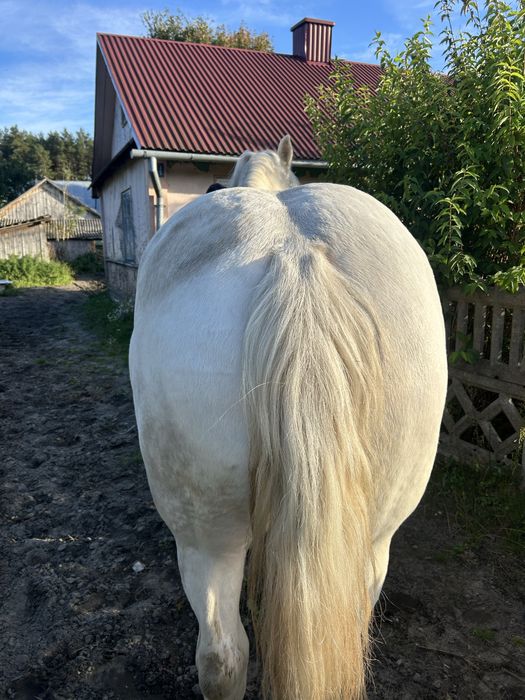 Sprzedam piękną siwą klacz