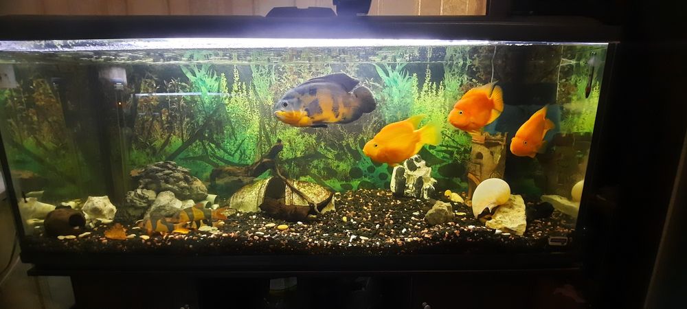 Аквариум 450 литров