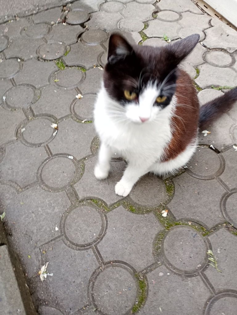 Отдам в добрі руки кошенят