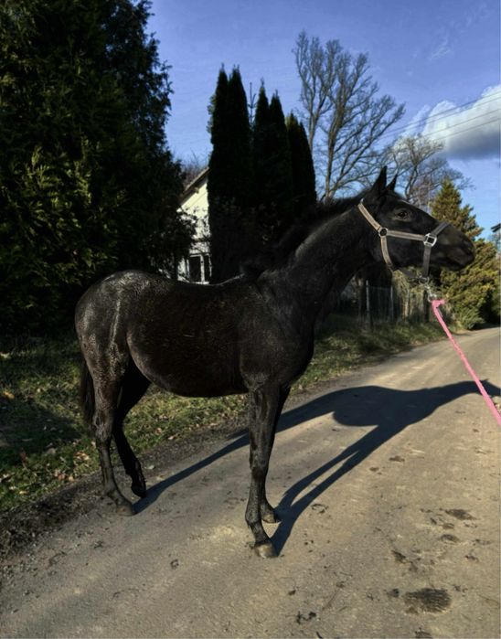 Obiecująca klacz do sportu