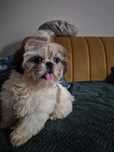 Suczka Shih-Tzu .