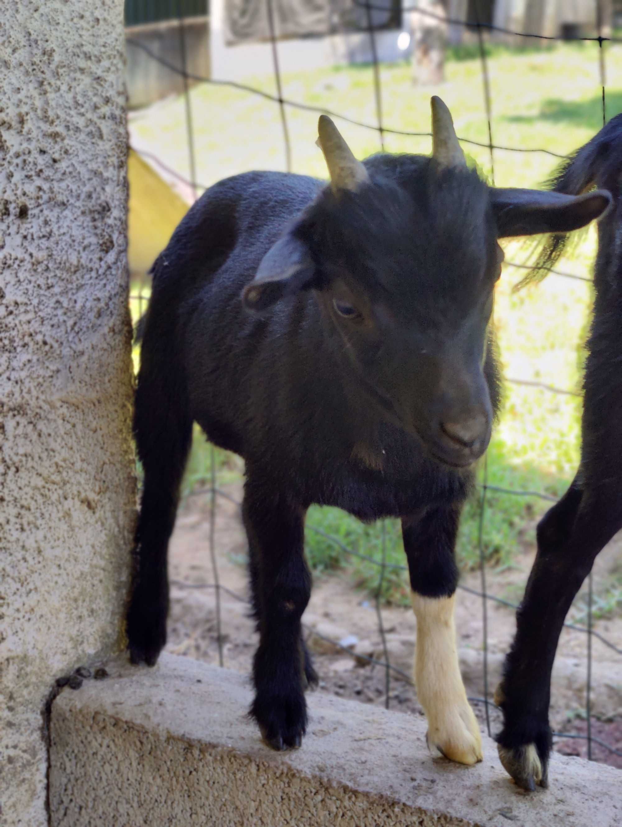 Cabrito anão macho 3 meses