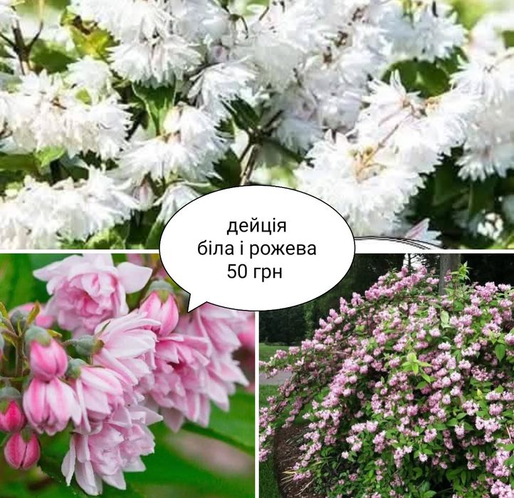 Різні багаторічні цвітущі кущики