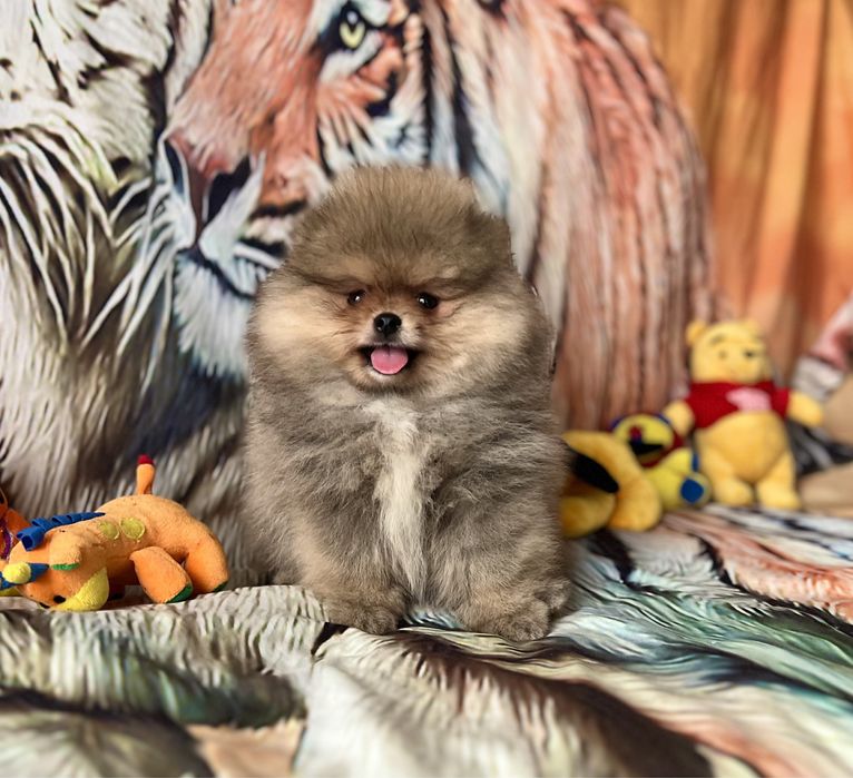 Szpic miniaturowy typu Miszka.