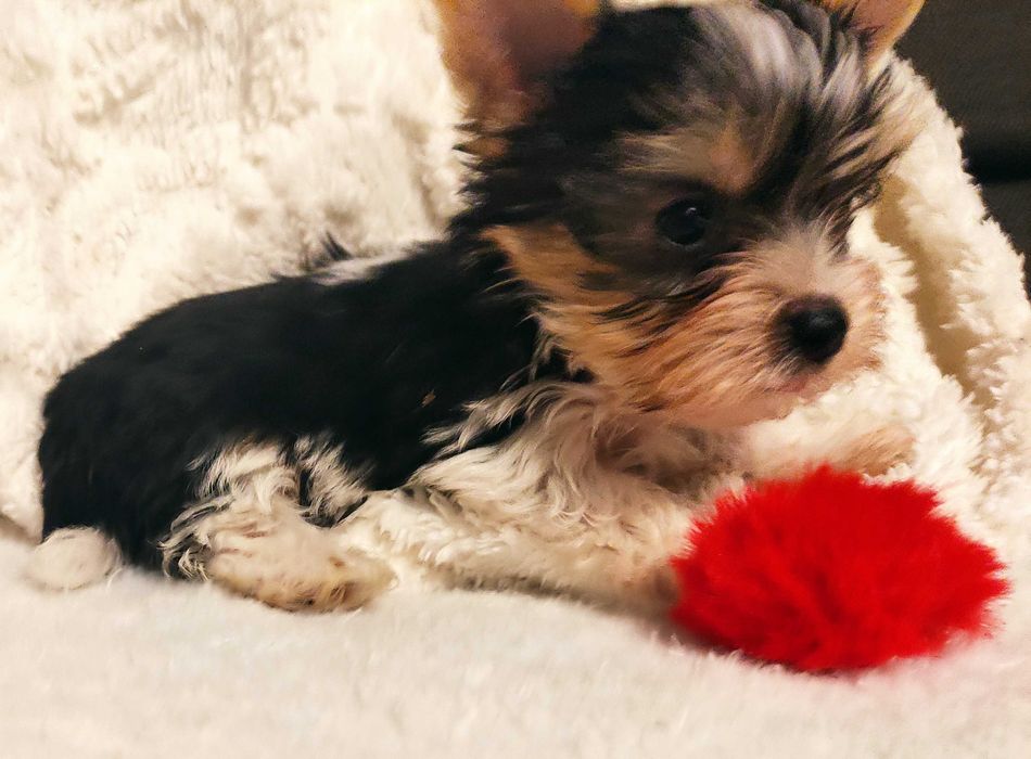 yorkshire terrier biewer trikolor mini