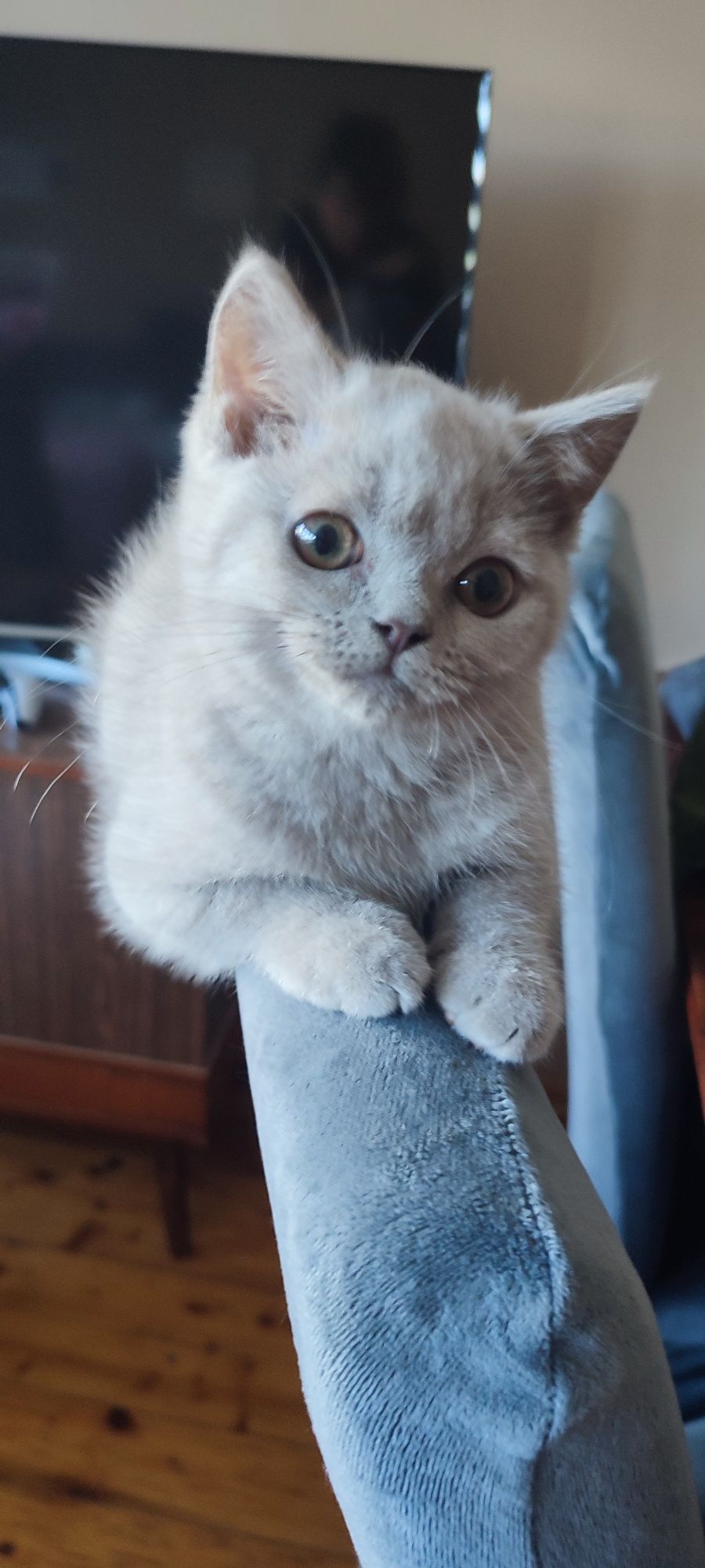 Kot brytyjski liliowy