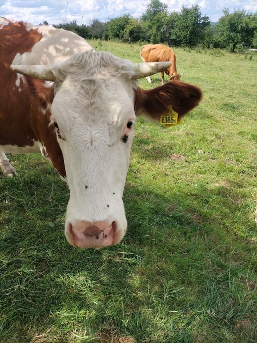 Sprzedam krowę rasy simental