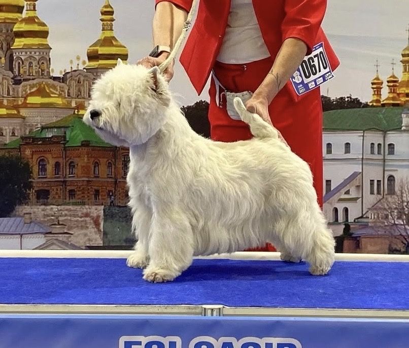 Щенки вест хайленд уайт терьер