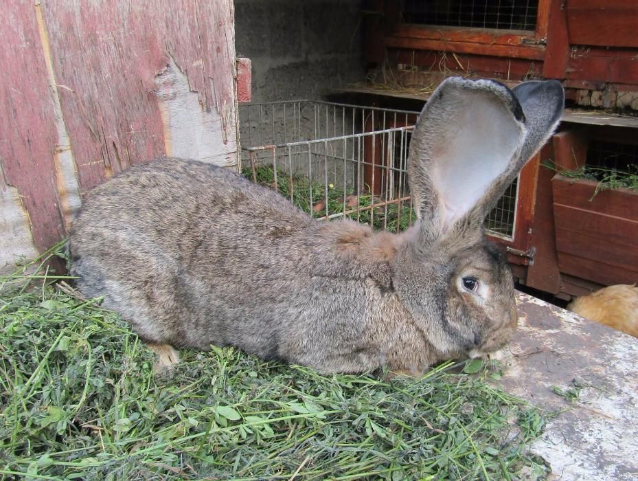кролики породи фландр
