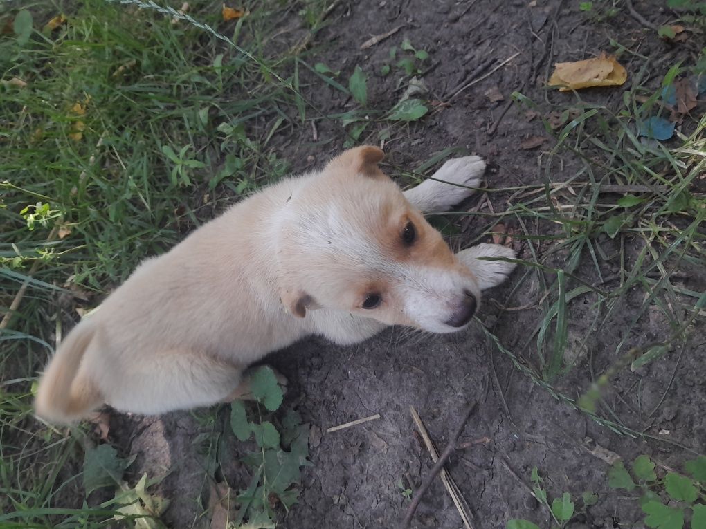 Відаємо цуценята безкоштовно