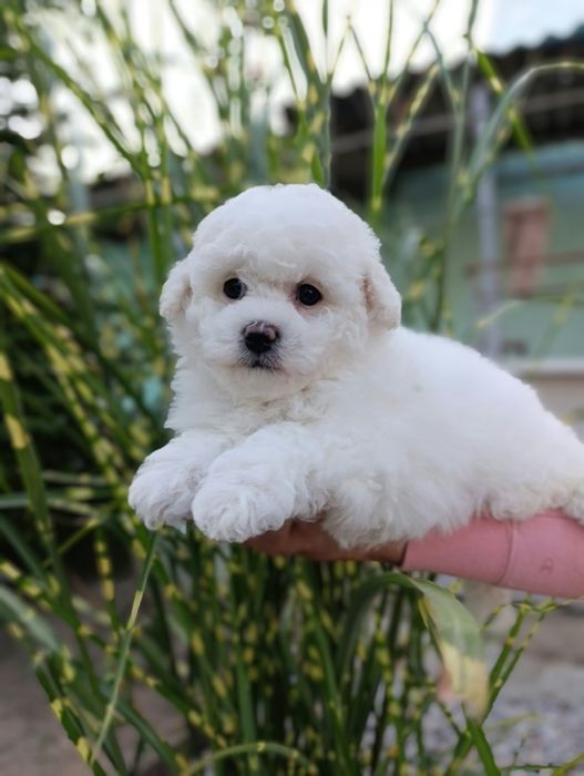 Ласковая и игривая Бишон фризе.