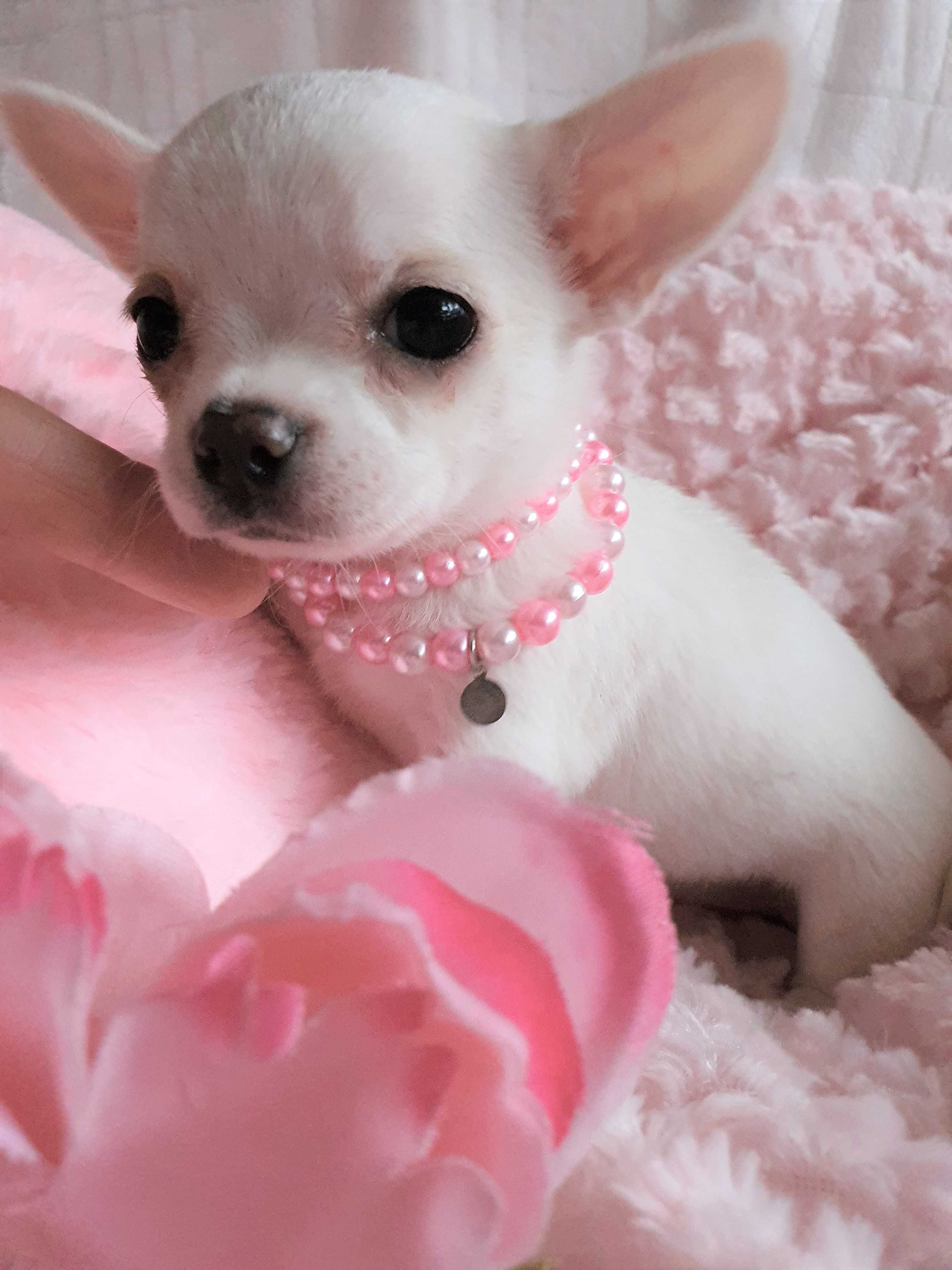 Chihuahua **Super mini**Piesek z Rodowodem. Biel-Cream.