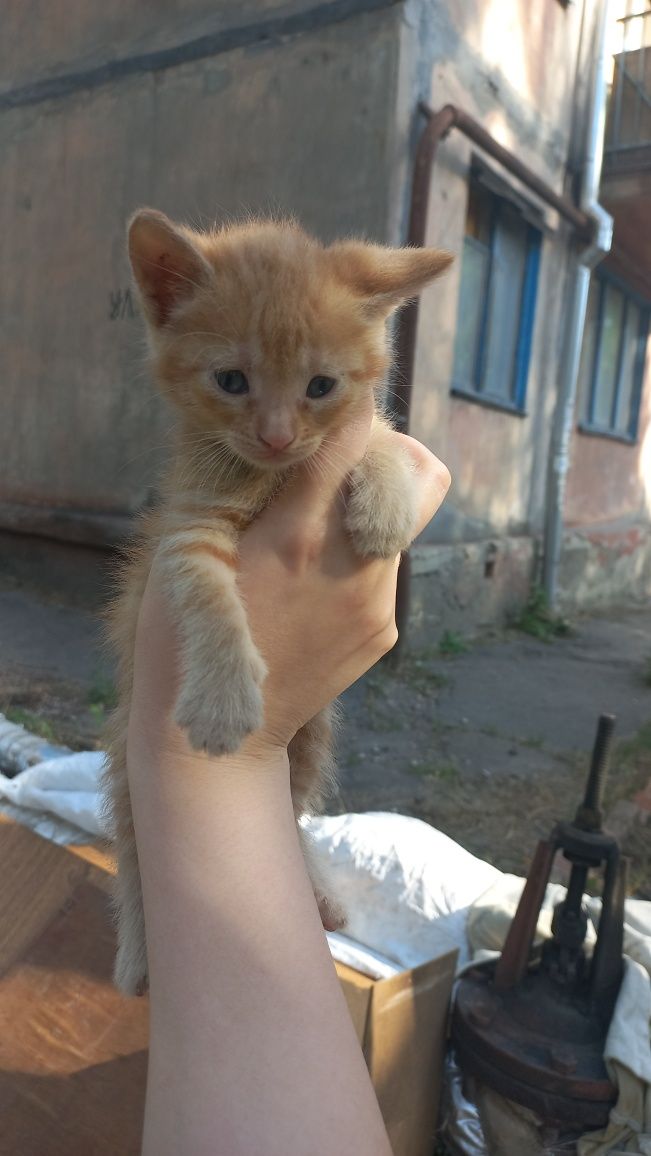 Кошенята безкоштовно