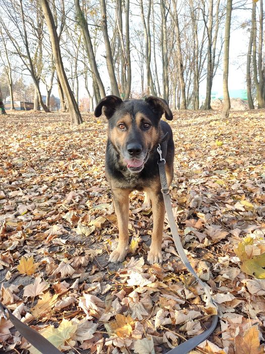 Dzielny Tabs szuka domu