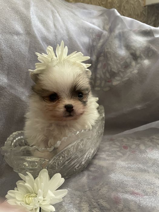 Мини Померанский Шпиц Окоас Патиколор | Мальчик