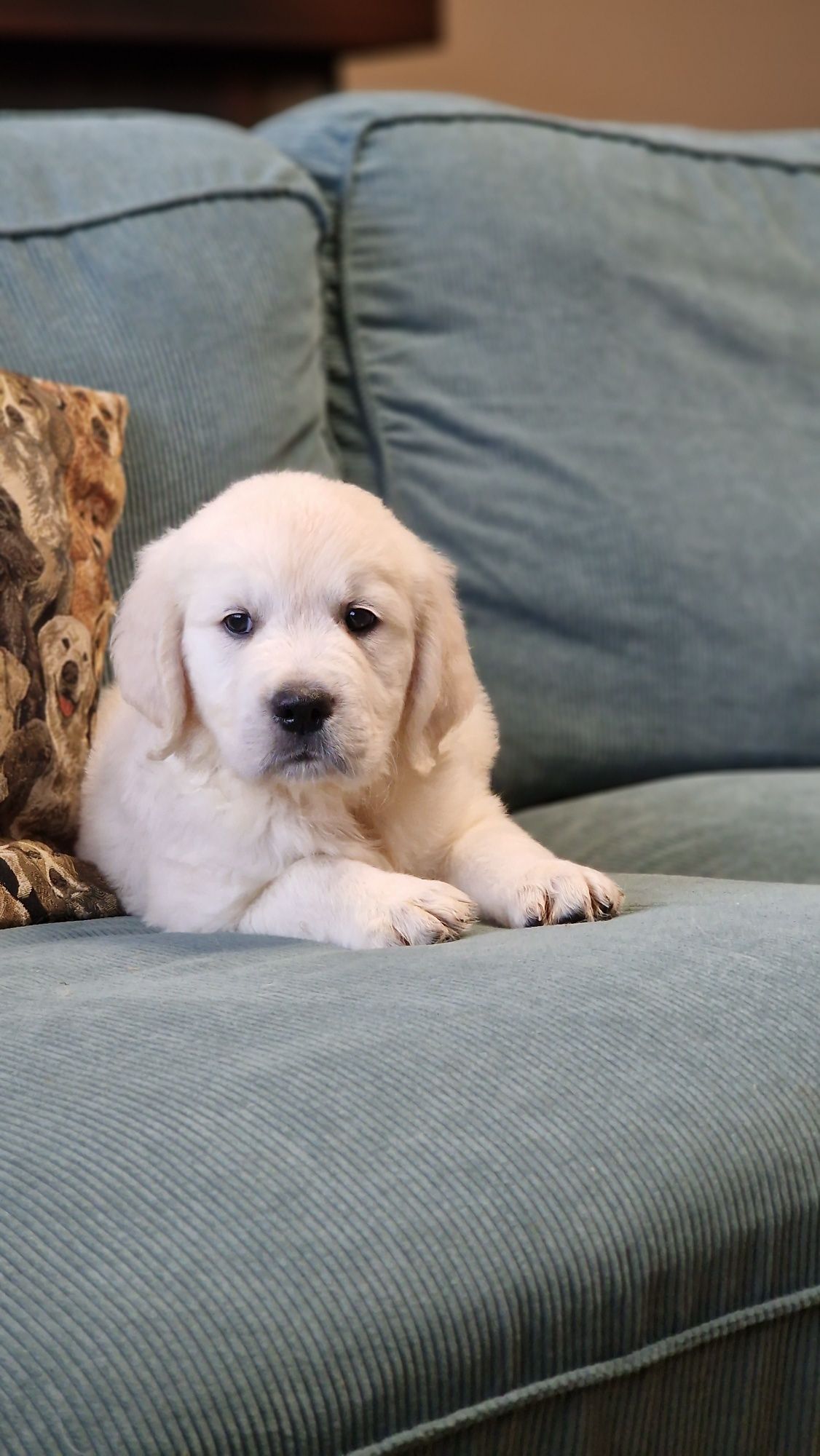 Golden Retriever Szczeniak FCI ZKwP