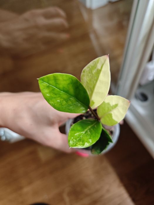 Zamioculcas variegata