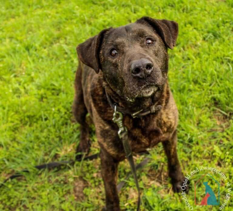 Piesek Roni w typie Cane Corso szuka domu! Adoptuj!
