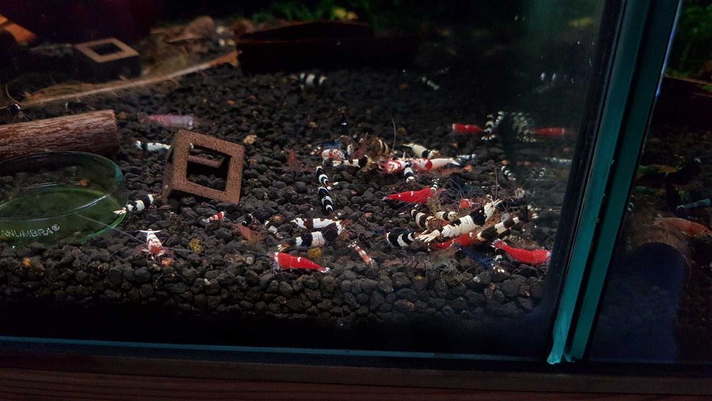 Krewetki Caridina Mix