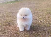 Menino Spitz C/ Lop