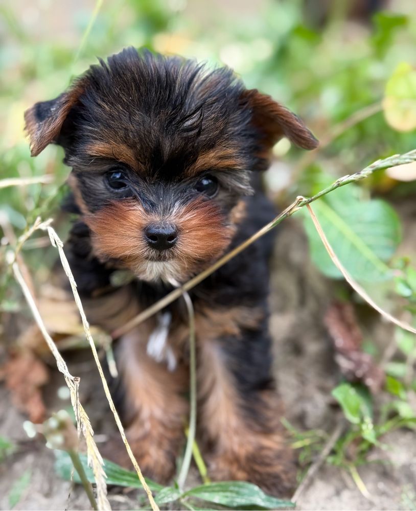 Prześliczny, bardzo malutki piesek Yorkshire Terrier