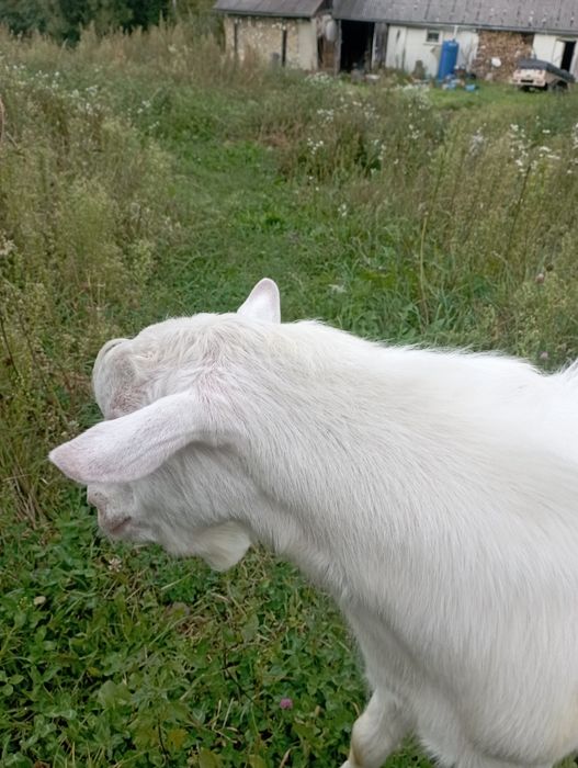 Козел на племя без рогій