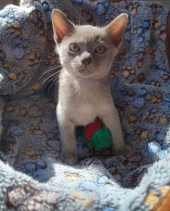 Європейська Бурма, блакитні кошенята