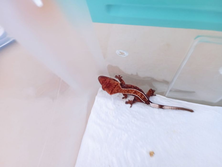 Sprzedam gekona orzęsionego