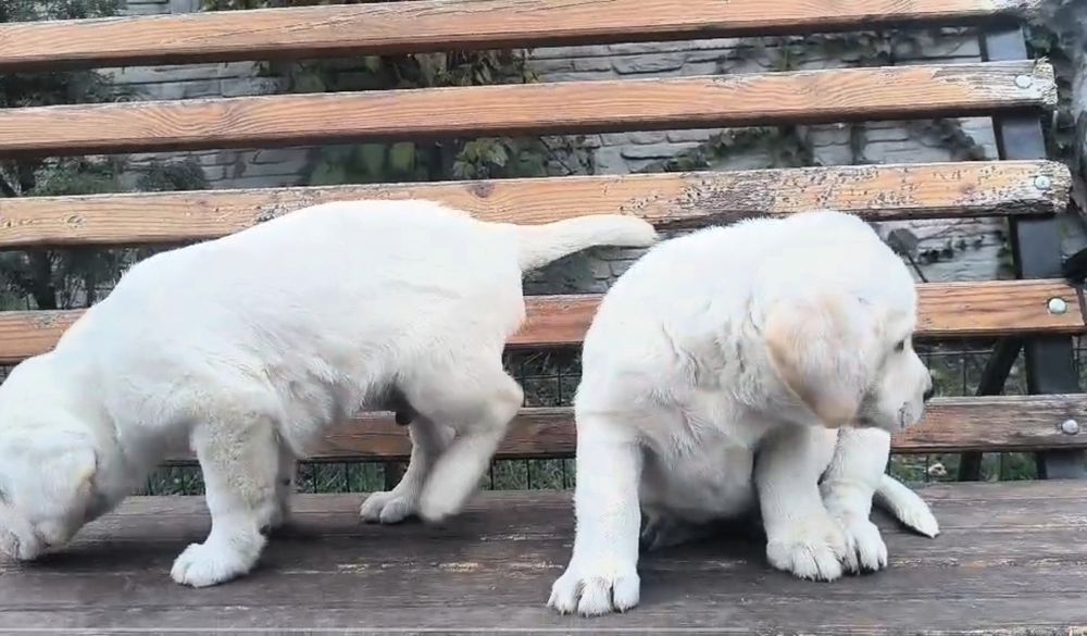 Щенок лабрадора ретривера
Щенки имеют:
• Meтри