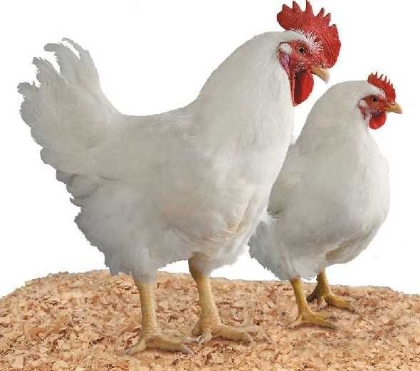 Яйце Інкубаційне КОББ500