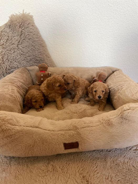 Pudel Miniatura Suczka