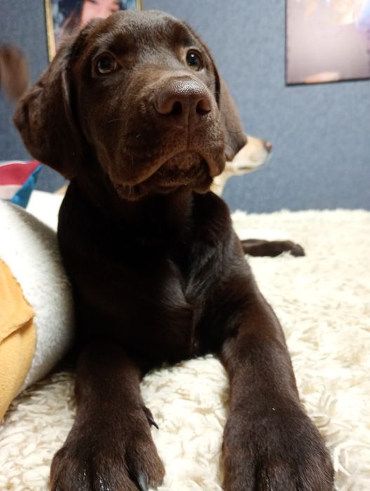 Шоколадний хлопчик