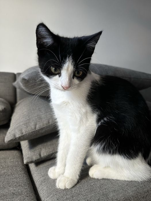 5 miesięczna kochana kotka Felicja szuka domu