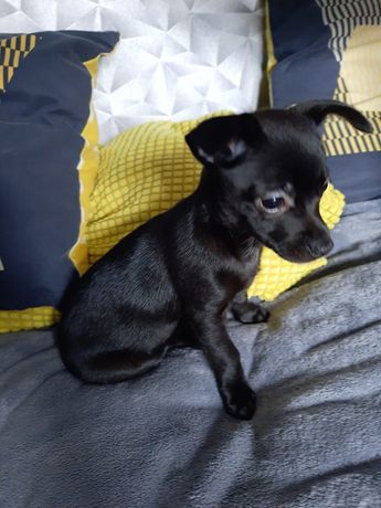 Chihuahua sunia Nutka