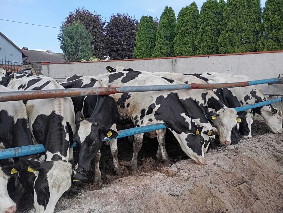 Krowy-pierwiastki-jałówki 18 szt