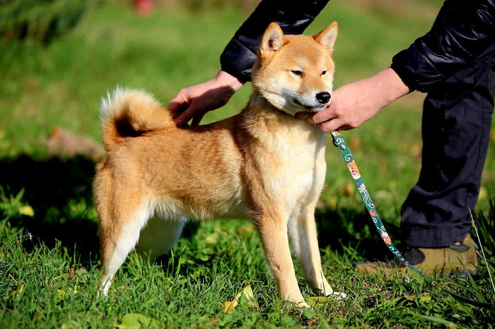 Piękny samiec z doskonałym rodowodem ZKwP FCI